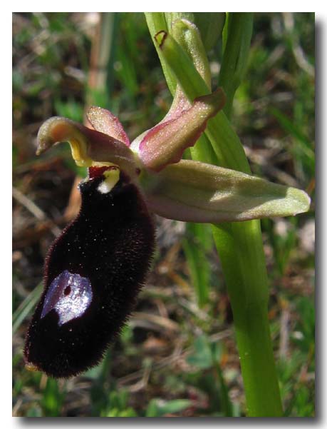 Ophrys: gruppo Ophrys bertolonii